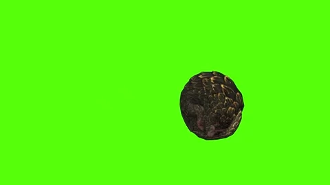 Pangolin Rolling Attack Green Screen Animation 4k Rendering Stock Footage 294196308