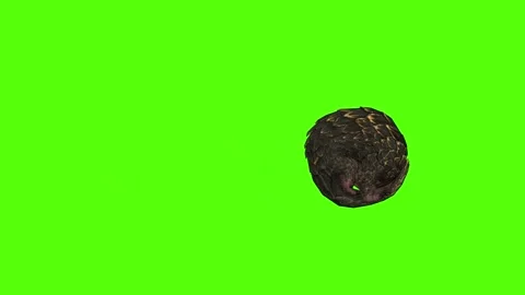 Pangolin Rolling Attack Green Screen Animation 4k Rendering Stock-Footage 294196312