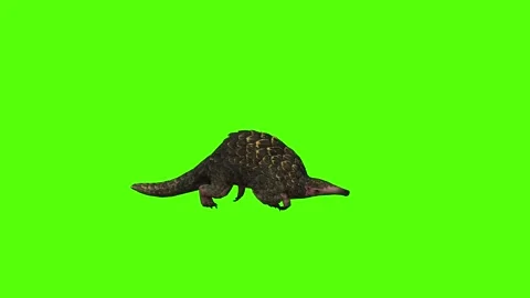 Pangolin Running Green Screen Animation ... | Stock Video | Pond5