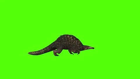 Pangolin Running Green Screen Animation 4k Rendering Stock Footage 294196335