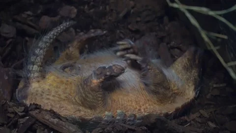 Pangolin twitching softly in deep sleep on back Stock Footage 329056656