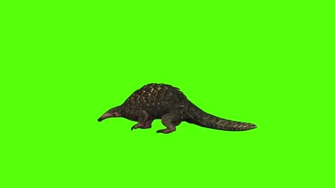 Pangolin Walking Green Screen Animation 4k Rendering Stock Footage 294196352