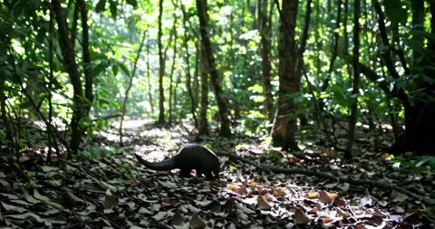 A pangolin walking through the forest in search of food. Stock Footage 314145591