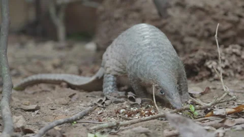 Pangolins Video stock 150589365
