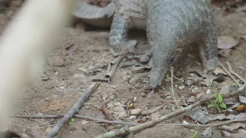 Pangolins Stock Footage 150590669