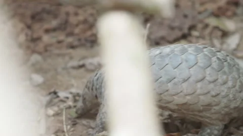 Pangolins Stock Footage 150592347