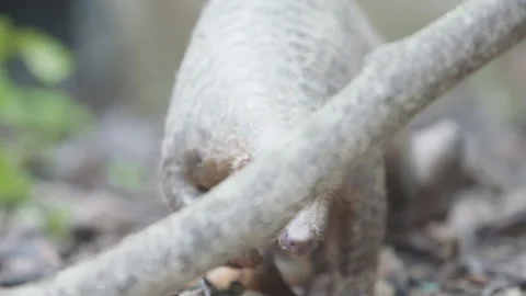 Pangolins Stock Footage 150592902