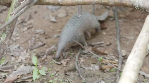 Pangolins Stock Footage 150593195