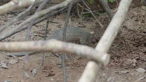 Pangolins Stock Footage 150593463