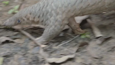 Pangolins Stock Footage 150594486