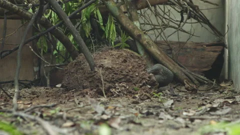 Pangolins Stock Footage 150594696