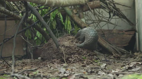 Pangolins Stock Footage 150595227