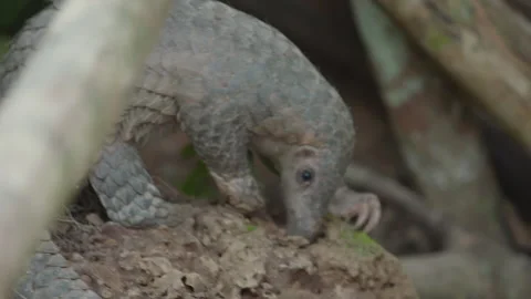 Pangolins Stock Footage 150595640