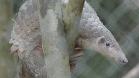 Pangolins Stock Footage 150595713