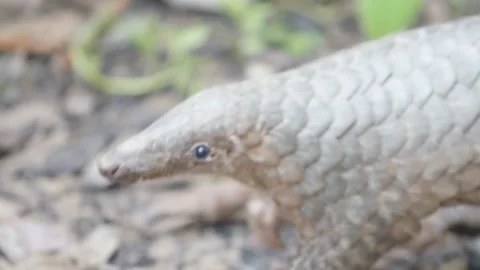 Pangolins Stock Footage 150596092