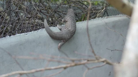 Pangolins Stock Footage 150597088