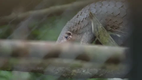 Pangolins Stock Footage 150597312