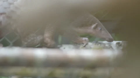 Pangolins Stock Footage 150598144