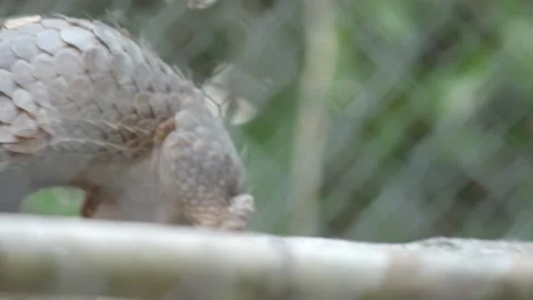 Pangolins Stock Footage 150598301