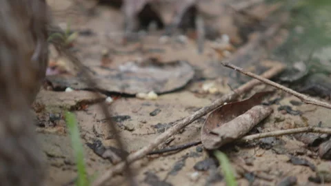 Pangolins Stock Footage 150599948