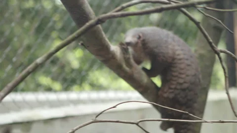 Pangolins Stock Footage 150600064