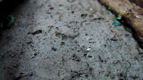 Panic ants and their eggs Stock Footage 303543712