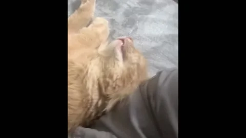 Panic Attack Over Sleeping Cat In Chelyabinsk, Russia Stock Footage 236019403