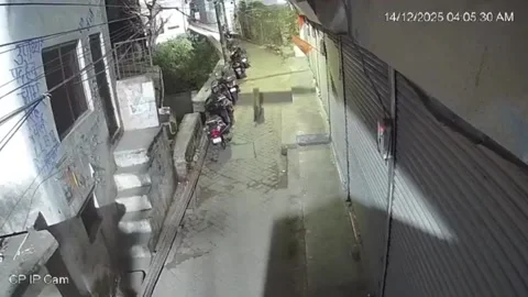 Panic erupts in city as leopard seen roaming residential road, caution ad... Stock Footage 323691368