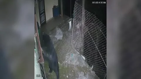 Panic erupts in family as wild bear smashes iron grill, breaks window, en... Stock Footage 323210961