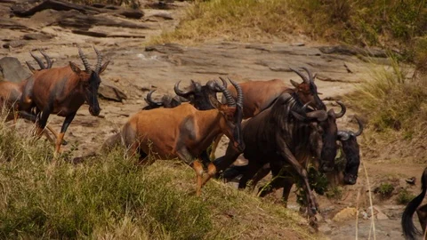 Panic run of impalas and wildebeests during great migration in Masai Mara Stock Footage 106843000