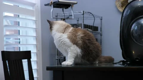panic scared bi colour ragdoll cat on ta... | Stock Video | Pond5