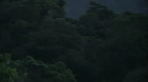 Panic Stricken, Searching Treetops, Tijuca Brazil HD Video Stock Footage 22146361