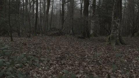 Panic in the woods Stock Footage 38840059