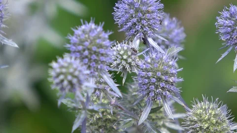 Panicaut Eryngo also called Sea Holly Video stock 113664528