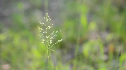 Panicle of common meadow-grass gently swaying in wind Stock Footage 50294670