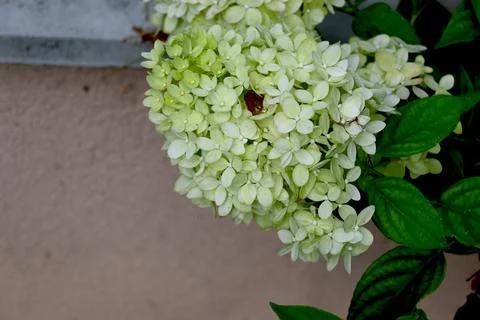 Panicle hydrangea blossoms Фото