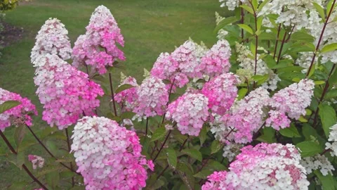 Panicle hydrangea Paniculata 'Framboisine Rensam' and 'Candlelight' in flower Stock Footage 281578037