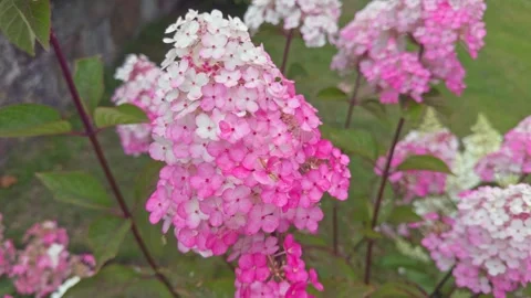 Panicle hydrangea Paniculata 'Framboisine Rensam' in flower in mid Summer Stock Footage 281578043