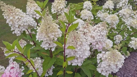 Panicle hydrangea Paniculata 'Framboisine Rensam' and 'Candlelight' in flower Stock-Footage 281578102