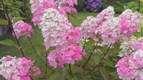 Panicle hydrangea Paniculata 'Framboisine Rensam' in flower in mid Summer Video stock 281578118