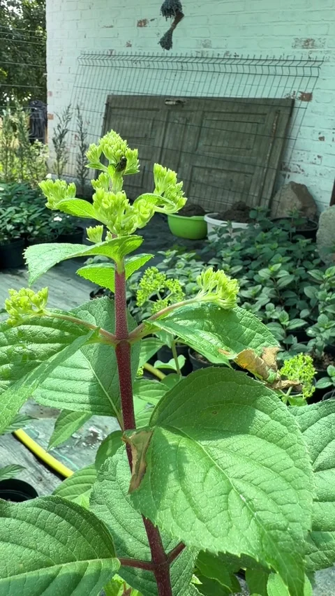 Panicle hydrangea plant budding in a nursery Stock Footage 339603016