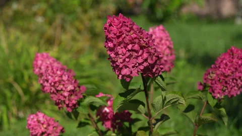 Panicle hydrangea plant with many red flowers in summer garden, close up Stock Footage 318875458