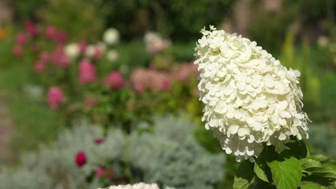Panicle hydrangea plant with many white flowers in summer garden, close up Stock Footage 332757656