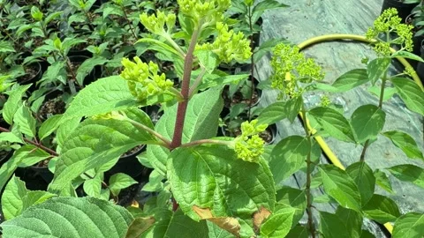 Panicle hydrangea plants growing in greenhouse Stock Footage 339603015