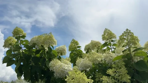 Panicle hydrangea shrub against sky. Stock Footage 341142128
