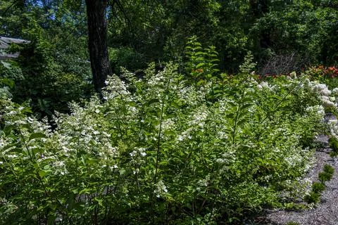 Panicle Hydrangea Shrub Blooming in Botanical Garden Stock Photos