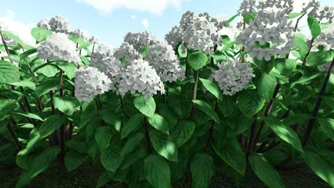 Panicle Hydrangen White Stock Footage 339207735