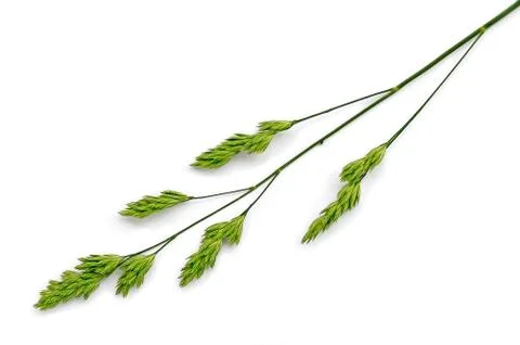 Panicle weed Stock Photos