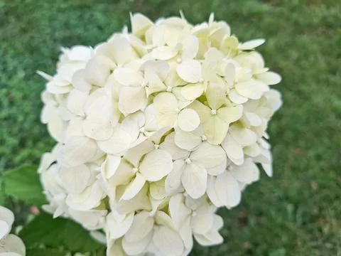 Panicled hydrangea flower. Hydrangea paniculata Фото