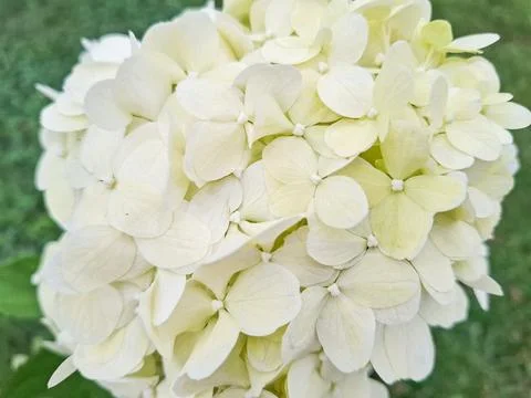 Panicled hydrangea flower. Hydrangea paniculata Fotos Stock